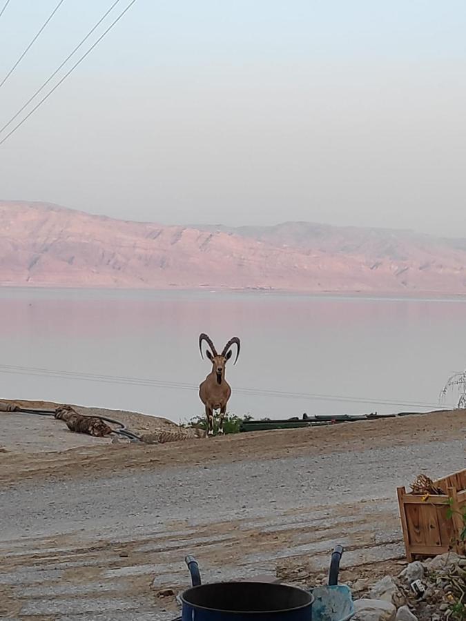 Ein Gedi Caravan By Dory Caravan エクステリア 写真